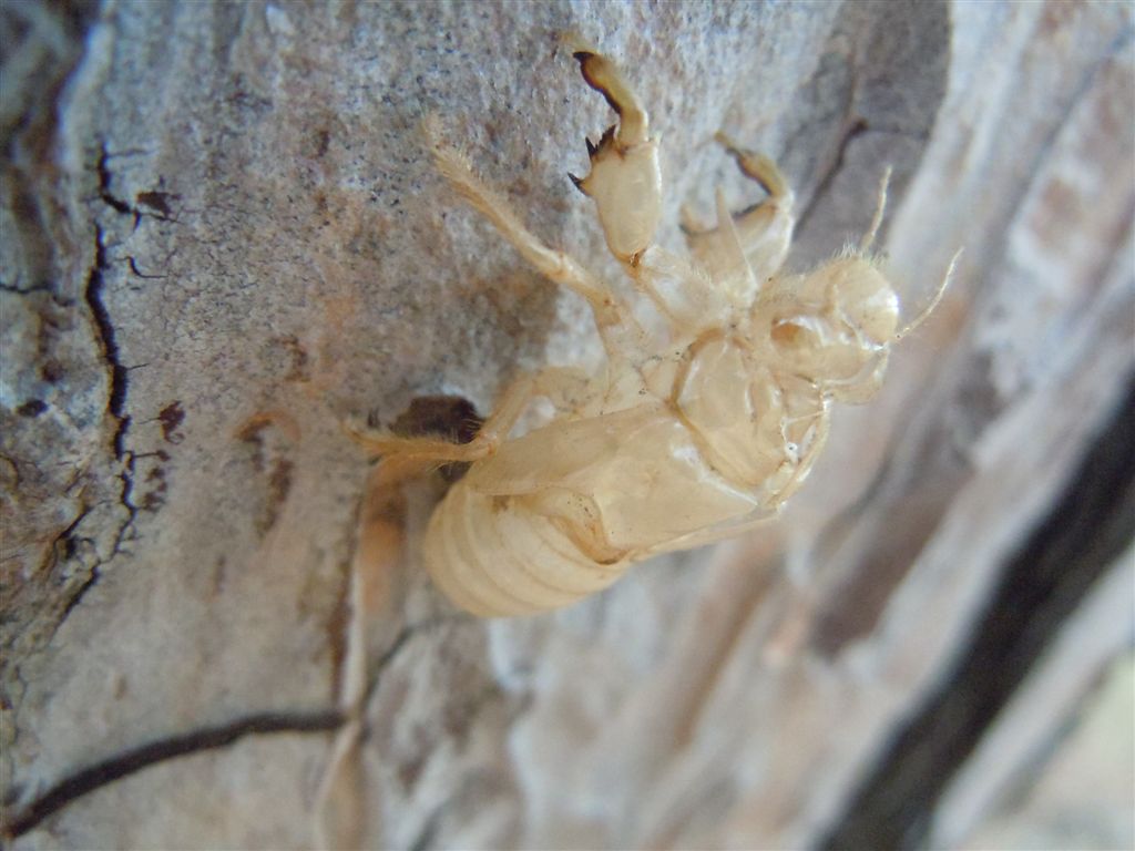 Cicada orni + altra, da Creta